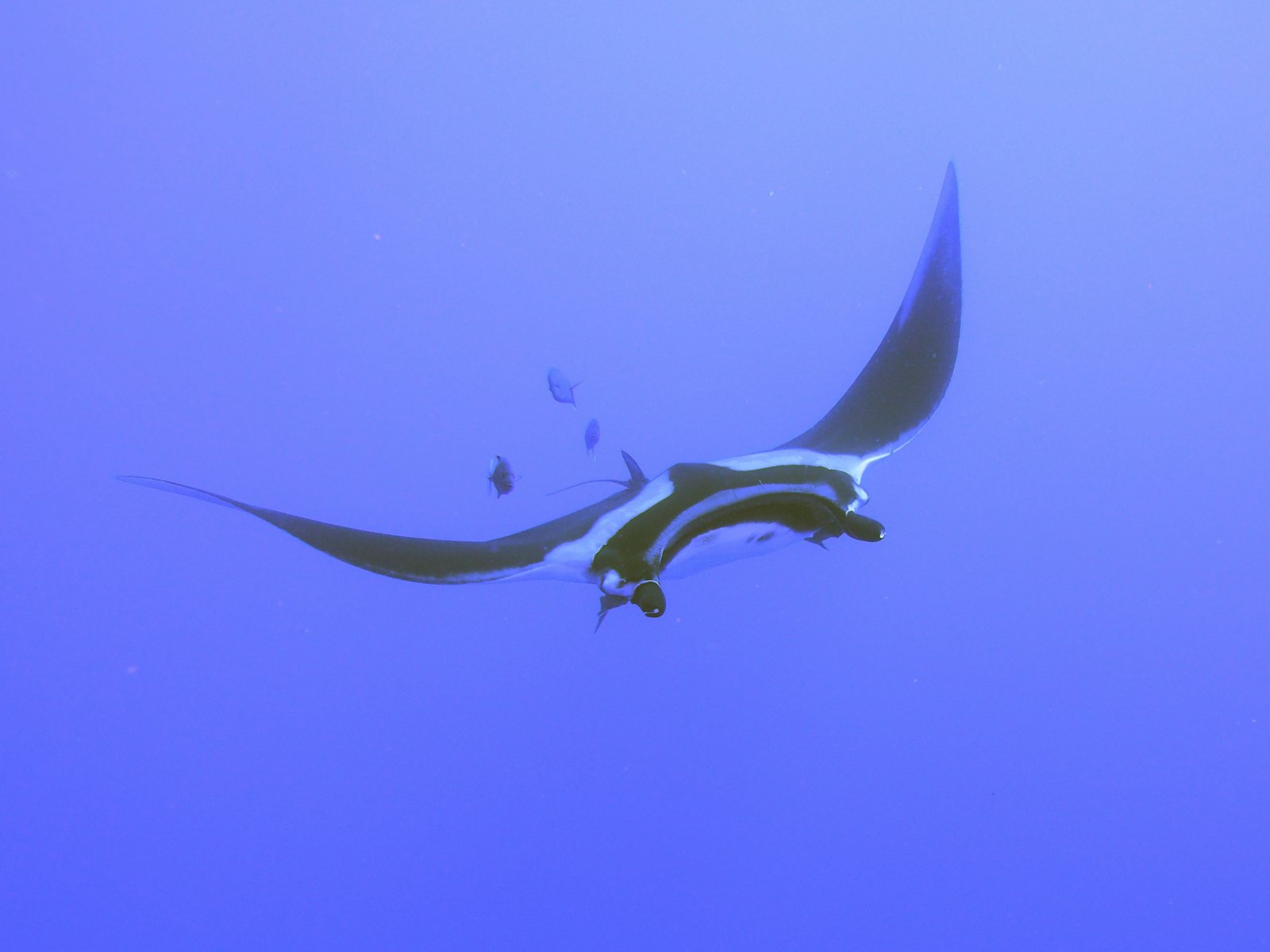 Manta Point